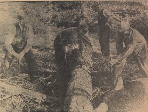 black and white newspaper clipping of four individuals sawing through a tree trunk