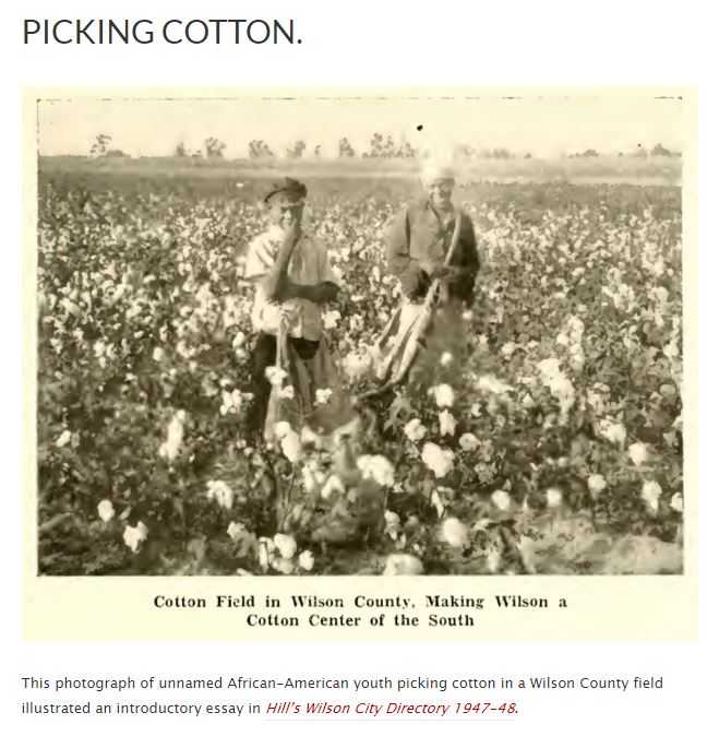 black and white photograph of two adults picking cotton in a field
