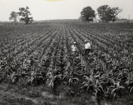 Standing in Tobacco Field