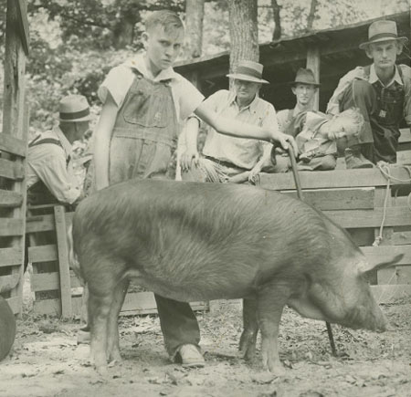 4-H Prize-winning Hog