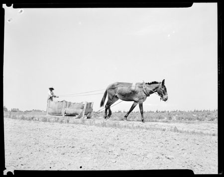 Mule and Farmer in Tobacco Field