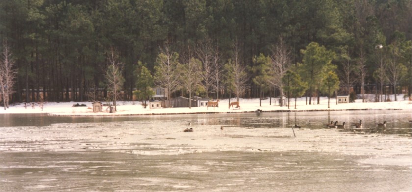 A clipping of a photo of an icey lake in winter at Johnston Community College. The photo features snow, trees, deer, and geese on the lake. 