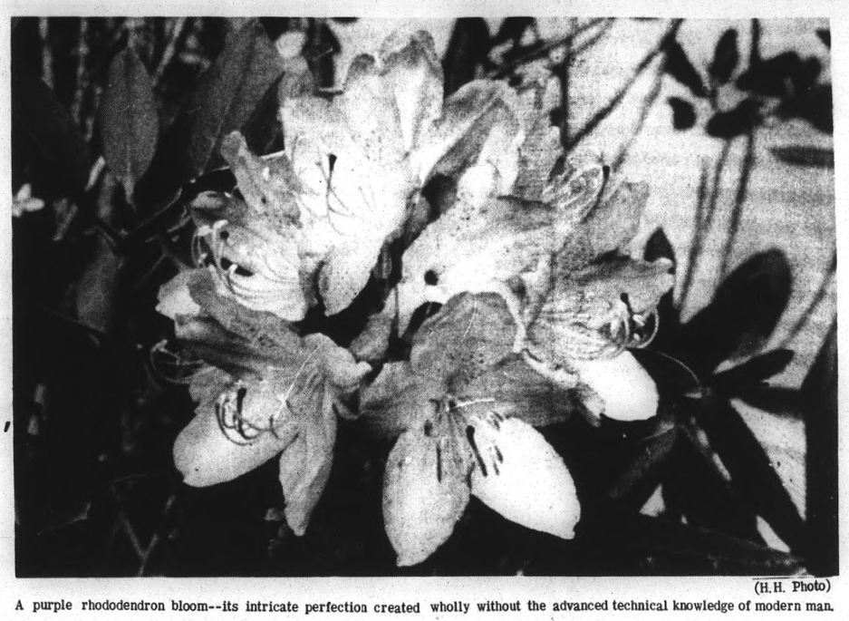 Black and white image of a rhododendron bloom. The caption reads: A purple rhododendron bloom--its intricate perfection created wholly without the advanced technical knowledge of modern man.