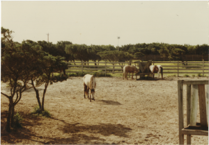Horses in a fenced area surrounded by low trees