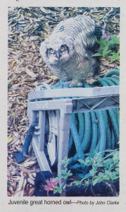 Photo of a juvenile Great Horned owl perched on a wound-up garden hose with its feathers ruffled. Its facial feathers give the impression of human eyebrows, creating a striking resemblance to the actor Al Pacino.