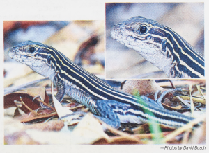 A photo of a small lizard standing as if ready to run. The lizard has dark coloring and stripes along its body.