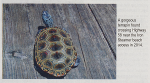 A photo of a terrapin with a pretty shell. The shell has dark hexagon shapes with bright outlines.