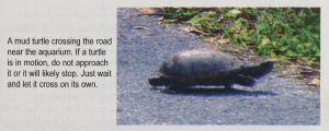 A photo of a turtle crossing a road