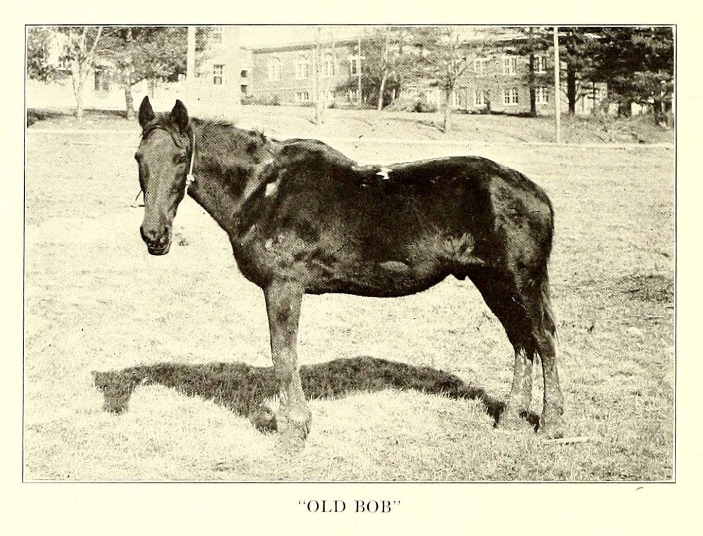 picture of a horse with the caption "old bob"