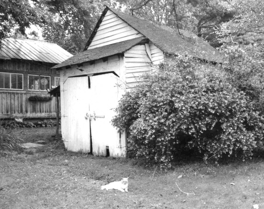 A white cat lounging in a yard next to a white shed, a tall bush, and another wooden structure.