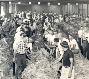 A crowd of adults browsing large piles of tobacco leaves in rows within a warehouse.