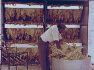 An adult standing in front of rows of cured tobacco and stuffing dried tobacco leaves into a bin.