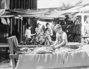 A black-and-white photograph of three adults (back) and one child (front) drying tobacco leaves on long tables.