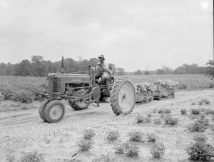 An African American farm worker driving a John Deere tractor pulling two tobacco drags filled with harvested tobacco leaves. A young African American child sits behind the worker.