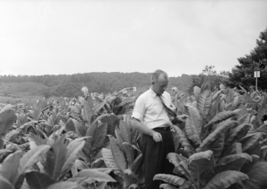 An adult wearing a white shirt and tie who is standing in a field of tobacco leaves.