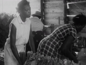 Two adults handing tobacco leaves on a string in a barn.