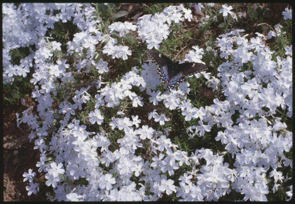 Predominantly black butterfly with hints of blue, orange, and yellow coloring towards the bottom of its wings sit on a bush covered in white flowers.