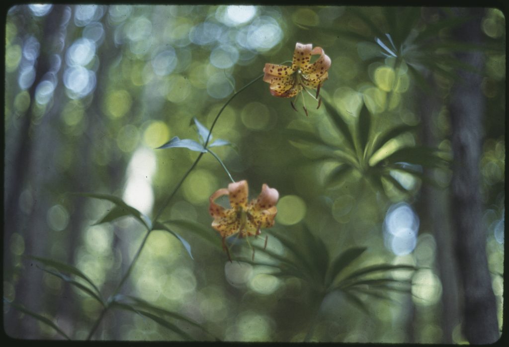 Photograph slide focused on a tiger lily plant with two flowering lilies.