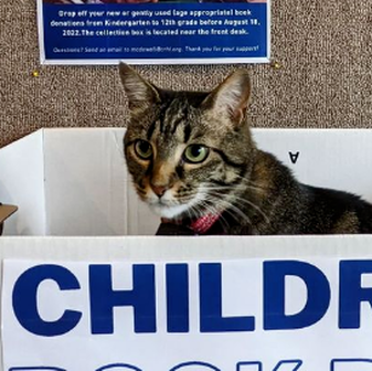 Tabby cat sitting in a white box. The lettering on the box is cut off, but likely says "children's books." Only the cats head and some of its back can be seen.