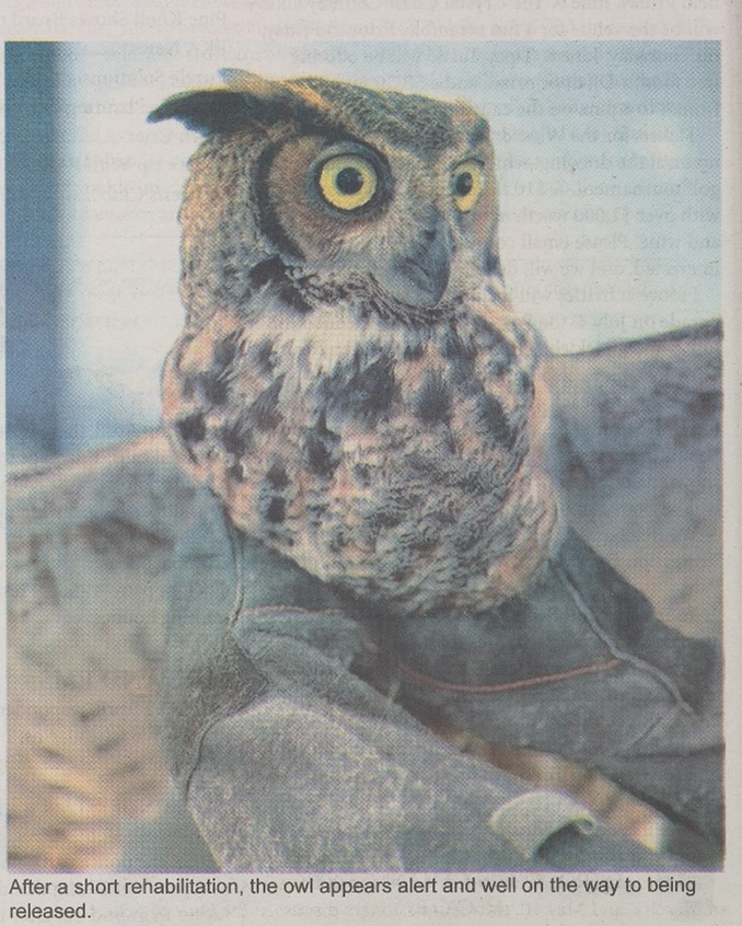 Image of a rehabilitated owl 