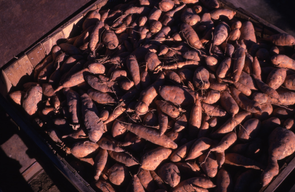 A large wooden box full of sweet potatoes.
