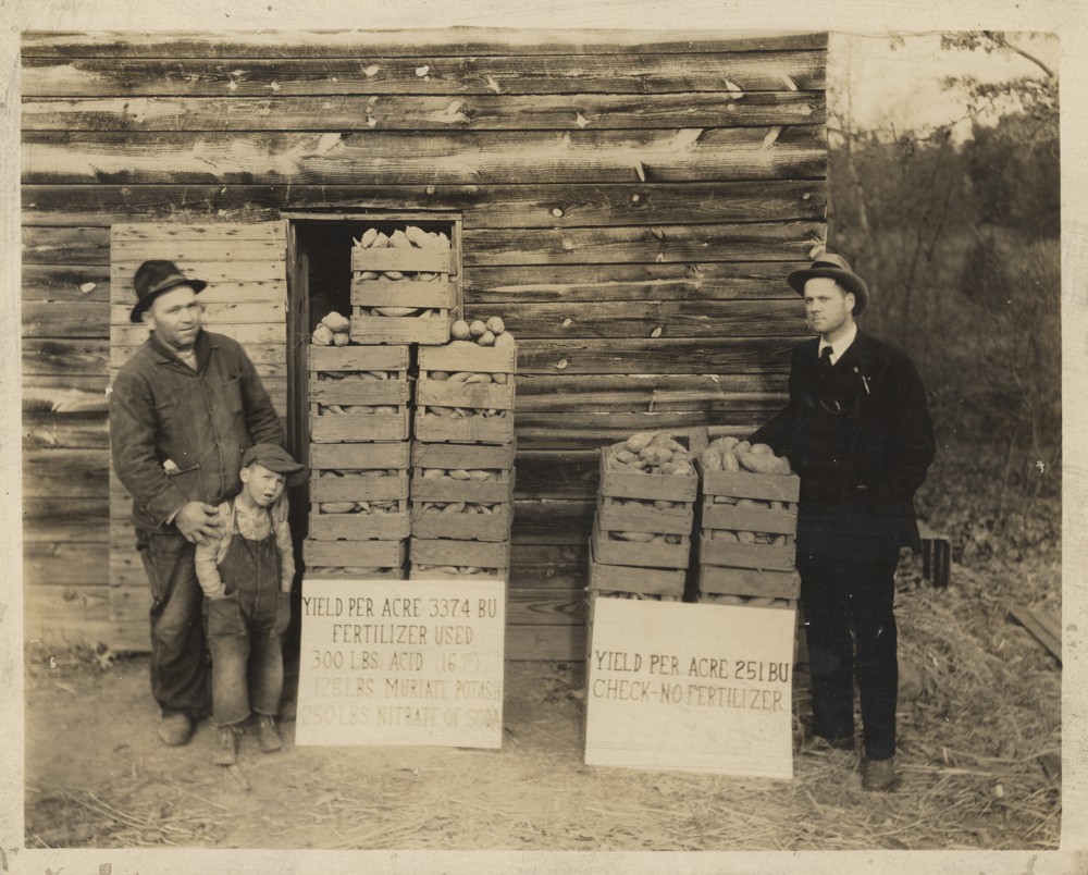 Image showing the yield of different sweet potato harvests based on fertilizer usage. On the left side stands an adult in coveralls and a hat. Standing in front of the man is a child wearing overalls and a hat. They are standing next to a column of sweet potatoes in boxes with a sign that reads "Yield per acre 2274 BU. 300 lbs. acid (16?). 1251 lbs. muriate potash. 250 lbs. nitrate of soda." On the right there is an adult in a suit and hat standing next to a smaller column of sweet potato filled boxes with a sign in front of it that reads "Yield per acre 251 BU. Chec-No fertilizer."