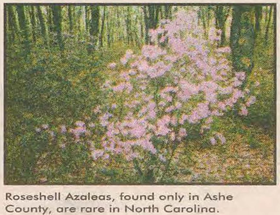 Photograph of Roseshell Azaleas. Under the picture is written: Roseshell Azaleas, found only in Ashe County, are rare in North Carolina.