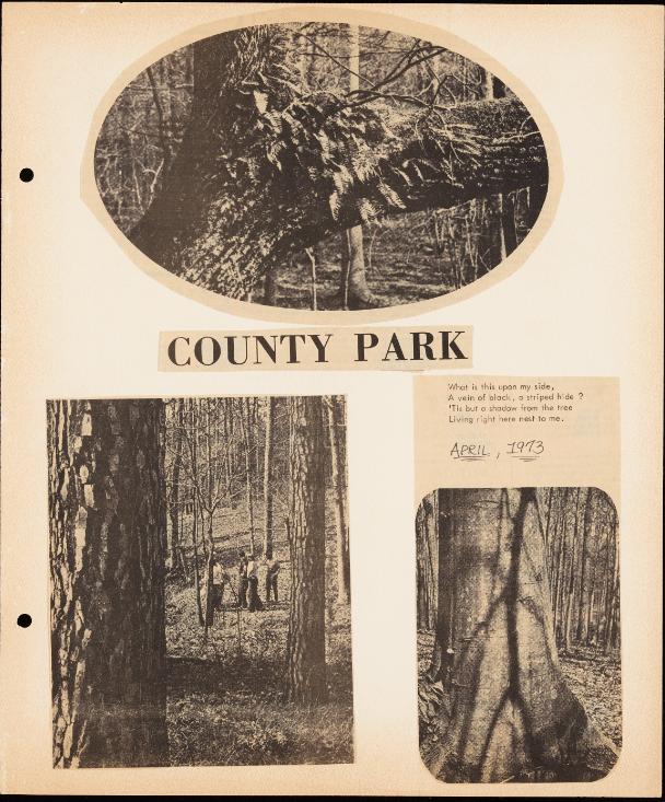 Clippings of three images organized around a newspaper title "County Park". The top image features a close up of a birds nest situated on a tree branch and is cut out in oval shape. The bottom left image is snapshot of multiple people canvassing a wooded area, as seen from distanced view that features the trunk of a closer tree taking up the left side of the image. The bottom right image features the trunk of a tree that has a shadow from a nearby tree branch overlayed on it.