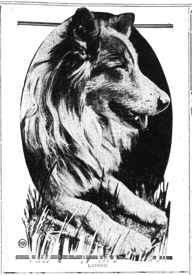A photo of a dog resembling an Australian shepherd.