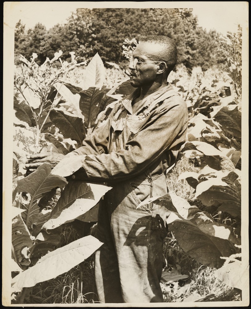 Man topping flowers on a tobacco plant in a tobacco field.