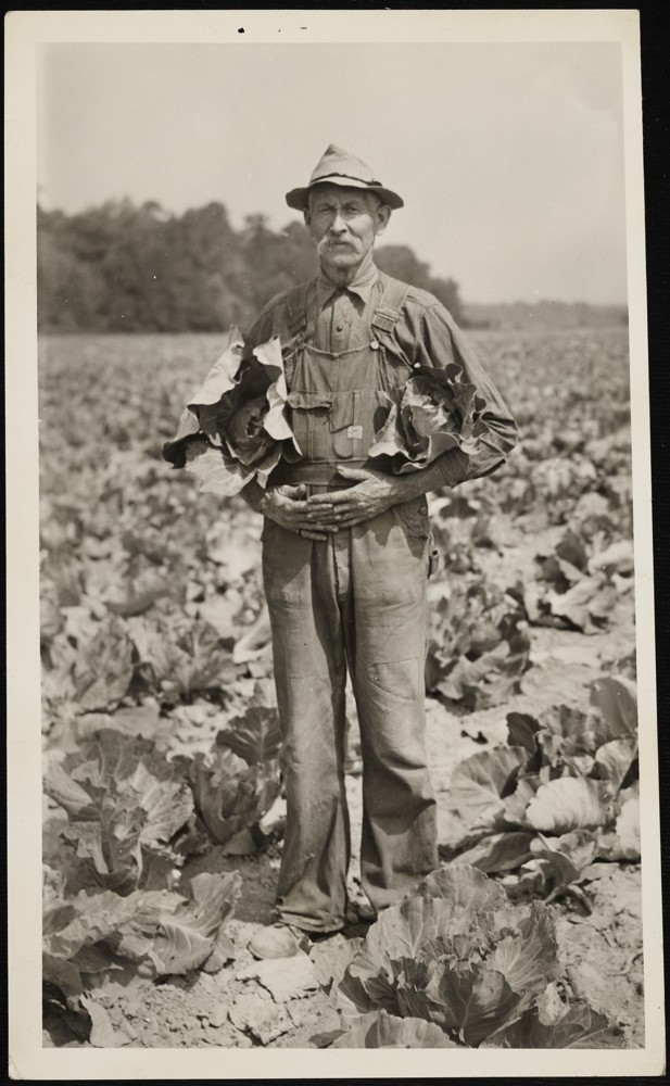Farmer stands in a field of cabbages with a cabbage under each arm.