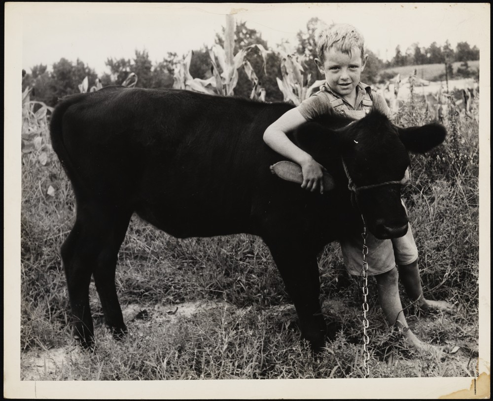 Child brushing a dark colored calf.