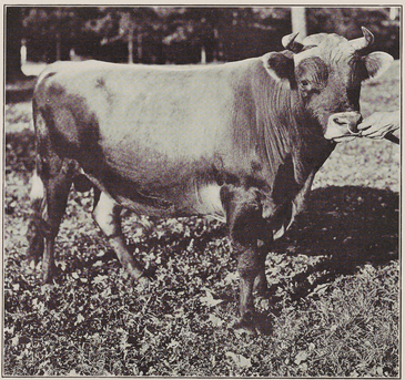 A black-and-white photograph of a bull.