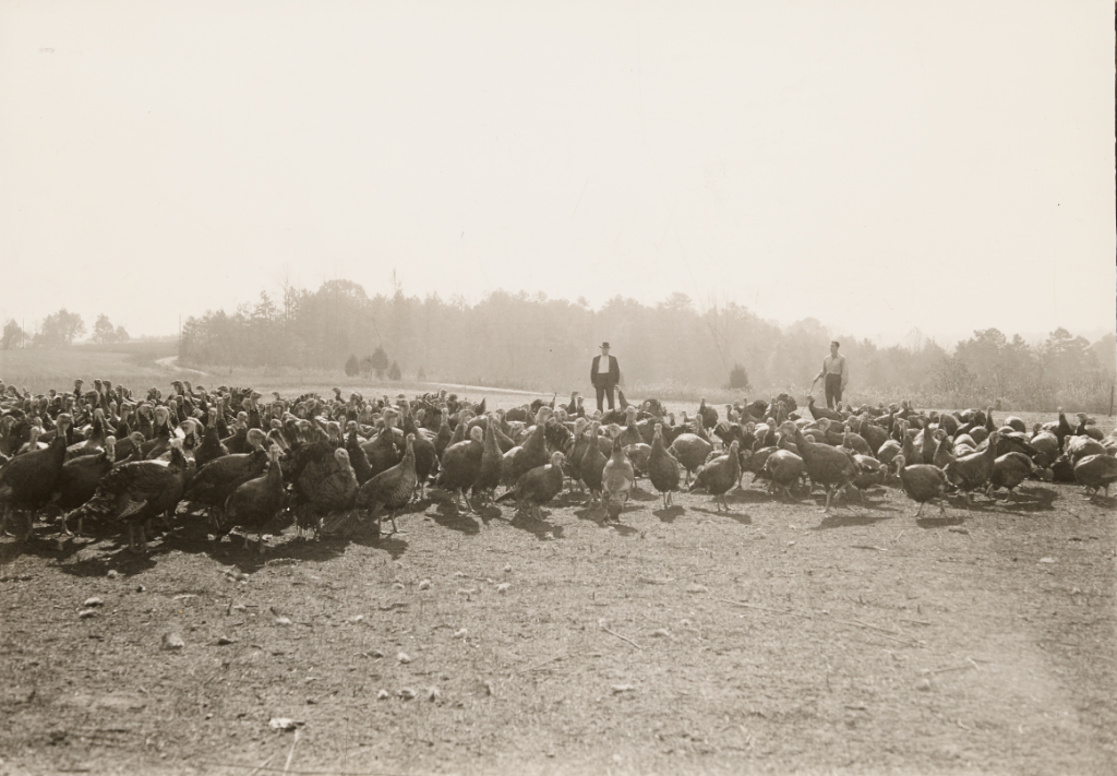 Two people stand behind dozens of turkeys in a large field in Davidson County.