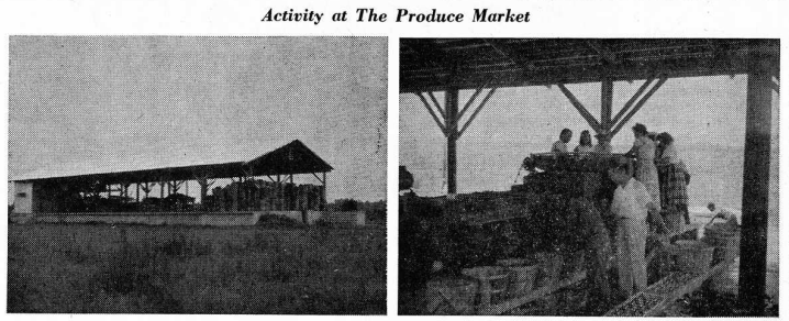 Images from an edition of the Red Springs Citizen showing two images. The first is of a large open shed and the second is of men and woman sorting produce in the shed. 