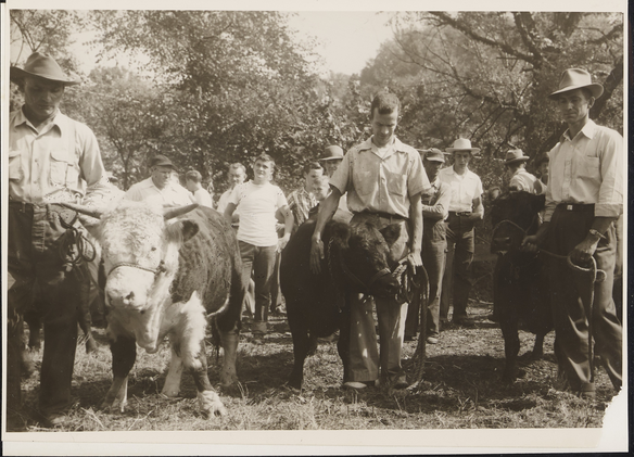 A black-and-white photograph of three cows next to their owners. A crowd of onlookers stand behind the cows and their handlers.