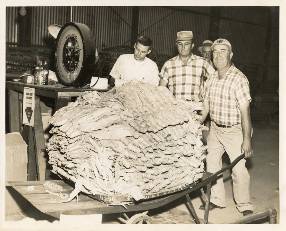 Three adults weighing a load of tobacco