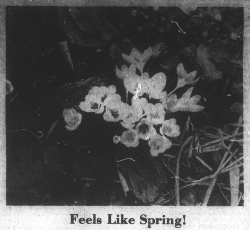 Black and white image of blooming flowers. Under the picture is the caption: "Feels Like Spring!"