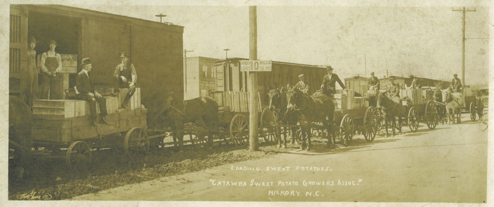 People transfer crates of sweet potatoes from horse-drawn wagons to train cars.